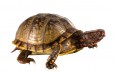 wpid-curata__b39bd6841b97bfeedec1a66853a2ef86.jpg