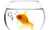 Why Web Personalization May Be Damaging Our World View
